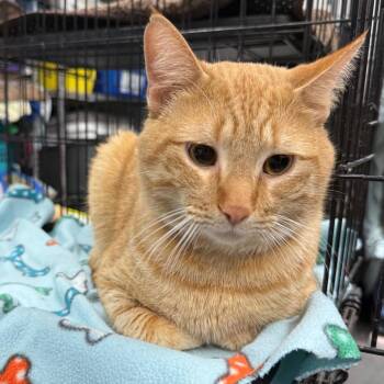 Domestic Short Hair Cats Available for Adoption - Simon | PetCurious