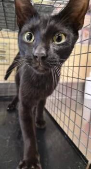 JILL -  Domestic Short Hair Cat for Adoption in Fort Myers, Florida - JILL | PetCurious