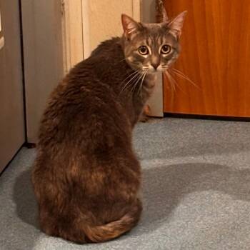 Stormi(Okra O12) -  Domestic Short Hair Cat for Adoption in Edinburg, Texas - Stormi(Okra O12) | PetCurious