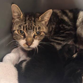 Yenny -  Domestic Short Hair Cat for Adoption in Starkville, Mississippi - Yenny | PetCurious