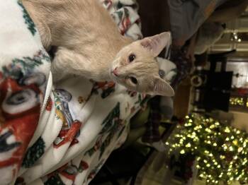 Rescue Domestic Short Hair Cats for Adoption in Murfreesboro, Tennessee - Arlo | PetCurious