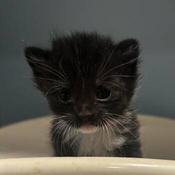 Domestic Short Hair Cats Available for Adoption in Chattanooga, Tennessee - Doritos | PetCurious