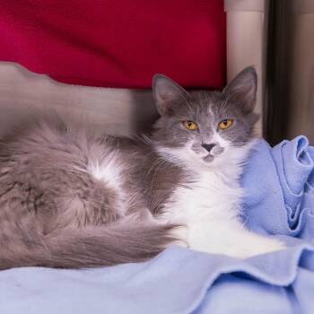 Fairy Godmother -  Domestic Medium Hair Cat for Adoption in Mentor, Ohio - Fairy Godmother | PetCurious