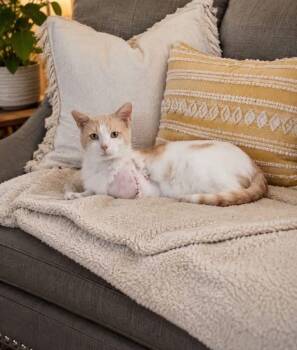Asher -  Domestic Short Hair Cat for Adoption in Waverly, Tennessee - Asher | PetCurious