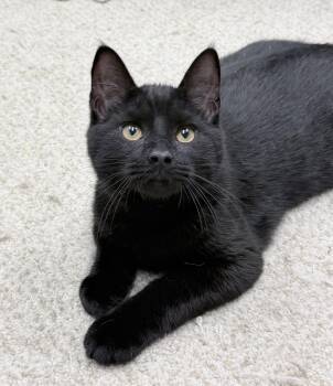 Rico -  American Shorthair Cat for Adoption in Philadelphia, Pennsylvania - Rico | PetCurious