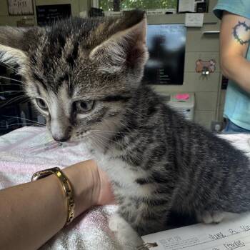Jax -  Domestic Short Hair Cat for Adoption in Columbus, North Carolina - Jax | PetCurious