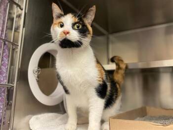 ROXY LOU -  Domestic Short Hair Cat for Adoption in Fort Wayne, Indiana - ROXY LOU | PetCurious
