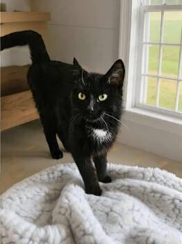 Rescue Domestic Short Hair Cats for Adoption in Delhi, Ontario - RYLINA | PetCurious