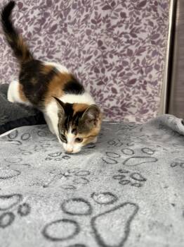 Nala* -  Tabby Cat for Adoption in Standish, Michigan - Nala* | PetCurious