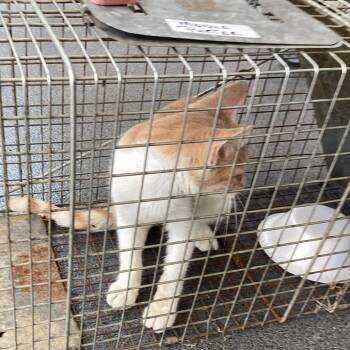 Purter 8 -  Domestic Short Hair Cat for Adoption in Montgomery, Alabama - Purter 8 | PetCurious