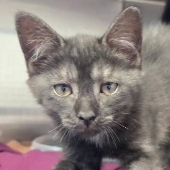 Rescue Domestic Medium Hair Cats for Adoption in Brooks, Alberta - Lucky | PetCurious