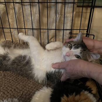 Rescue American Shorthair Cats for Adoption in North Bergen, New Jersey - Sweetheart | PetCurious