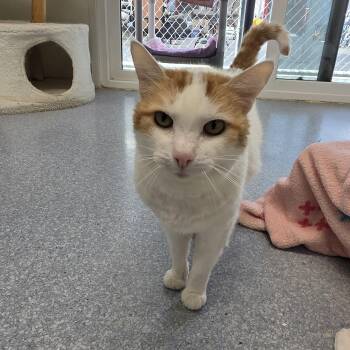 Snowball Paws -  Domestic Short Hair Cat for Adoption in El Cajon, California - Snowball Paws | PetCurious