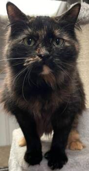 Rescue Tortoiseshell Cats for Adoption in Newburg, Missouri - Kesha | PetCurious