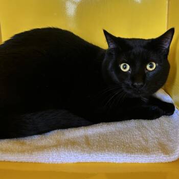 Domestic Short Hair Cats Available for Adoption - Yogi | PetCurious