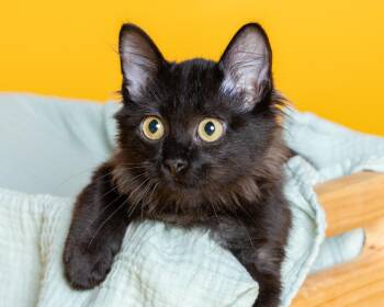Sunshine -  Bombay and Domestic Long Hair Cat for Adoption in Pflugerville, Texas - Sunshine | PetCurious