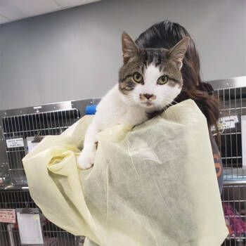 Rescue Domestic Short Hair Cats for Adoption in Salt Lake City, Utah - Flo Fergus | PetCurious