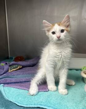 Creamsicle -  Domestic Short Hair Cat for Adoption in Myerstown, Pennsylvania - Creamsicle | PetCurious