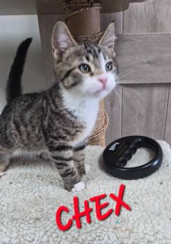 Chex -  Domestic Short Hair Cat for Adoption in Rome, Georgia - Chex | PetCurious
