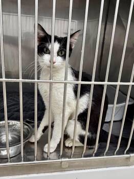 Saturn -  Domestic Short Hair Cat for Adoption in Glenfield, New York - Saturn | PetCurious