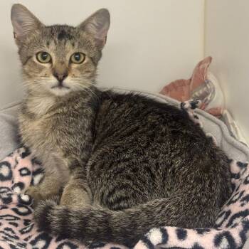 Jessie -  Domestic Short Hair Cat for Adoption in West Palm Beach, Florida - Jessie | PetCurious