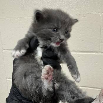 Baja Blast -  Domestic Long Hair Cat for Adoption in Reno, Nevada - Baja Blast | PetCurious