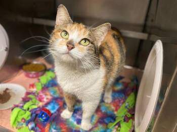 Domestic Short Hair Cats Available for Adoption in Fort Wayne, Indiana - TRINA | PetCurious