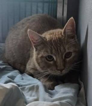 Domestic Short Hair Cats Available for Adoption in Edgewood, New Mexico - CeCe | PetCurious