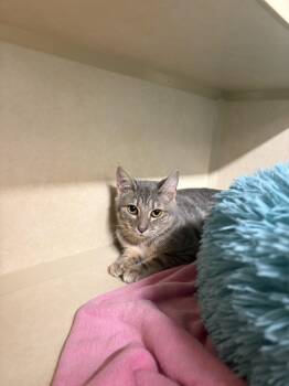 Galagos -  Domestic Short Hair Cat for Adoption in Elmsford, New York - Galagos | PetCurious