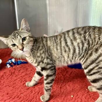 1432-C26 -  Domestic Short Hair Cat for Adoption in Port Charlotte, Florida - 1432-C26 | PetCurious
