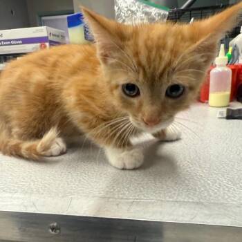 Cloud -  Domestic Short Hair Cat for Adoption in Spokane, Washington - Cloud | PetCurious
