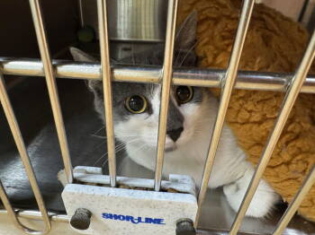 Rescue Domestic Short Hair Cats for Adoption in Austin, Minnesota - Irma | PetCurious