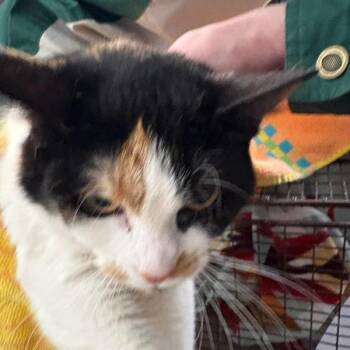 Wanda -  Domestic Short Hair Cat for Adoption in Des Moines, Iowa - Wanda | PetCurious