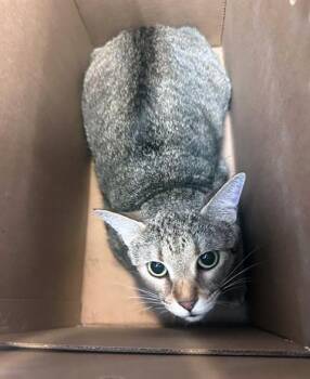 Domestic Short Hair Cats Available for Adoption in Nashville, Tennessee - Hola | PetCurious