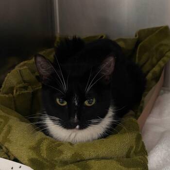 Vanilla Yogurt -  Domestic Short Hair Cat for Adoption in Philadelphia, Pennsylvania - Vanilla Yogurt | PetCurious