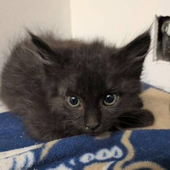 Oriole -  Domestic Short Hair Cat for Adoption in Spanish Fork, Utah - Oriole | PetCurious