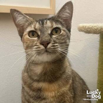 Fern -  Domestic Short Hair and Tabby Cat for Adoption in Washington, District Of Columbia - Fern | PetCurious