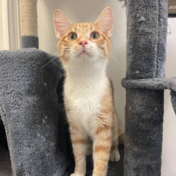 Rescue Domestic Short Hair Cats for Adoption in Indiana, Pennsylvania - Ben | PetCurious