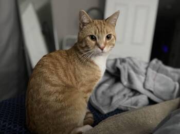 Rescue Domestic Short Hair Cats for Adoption in Cincinnati, Ohio - Courtesy Post: Axel And Dottie | PetCurious