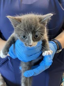 AUGUST -  Domestic Short Hair Cat for Adoption in Long Beach, California - AUGUST | PetCurious