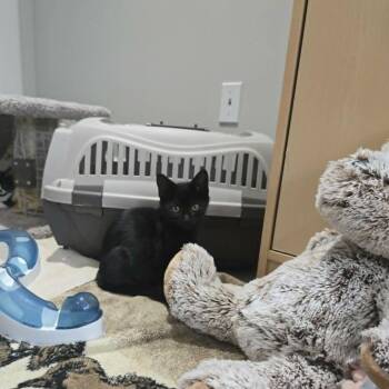 Nate -  Domestic Medium Hair Cat for Adoption in Abbotsford, British Columbia - Nate | PetCurious
