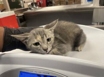 A1925540 -  Domestic Short Hair Cat for Adoption in Thousand Palms, California - A1925540 | PetCurious
