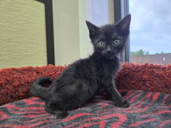 Harry -  Domestic Short Hair Cat for Adoption in Shawnee, Oklahoma - Harry | PetCurious