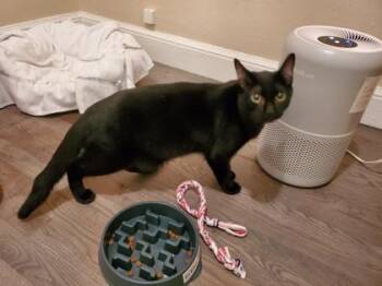 Albie (must be adopted with Axel) -  Domestic Short Hair Cat for Adoption in Hillsboro, Oregon - Albie (must Be Adopted With Axel) | PetCurious