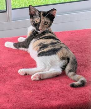 Poptart -  Domestic Short Hair Cat for Adoption in Warrenville, South Carolina - Poptart | PetCurious