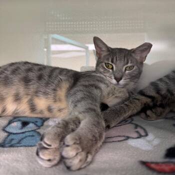 Salt -  Domestic Short Hair Cat for Adoption in Buffalo, New York - Salt | PetCurious