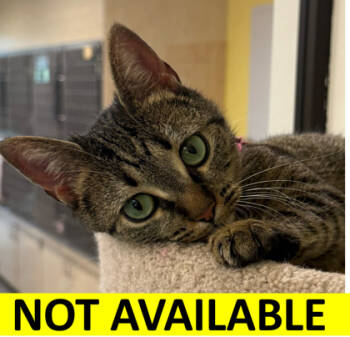 Rescue Domestic Short Hair Cats for Adoption in Eugene, Oregon - Magey | PetCurious