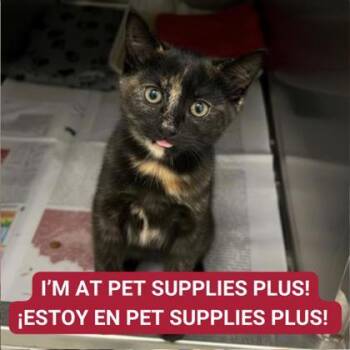 Rescue Domestic Short Hair Cats for Adoption in Carrollton, Texas - Midnight Black | PetCurious