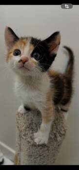Domestic Short Hair Cats Available for Adoption in Hurricane, Utah - Cali | PetCurious