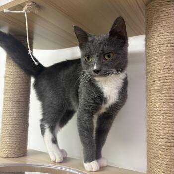 Squat -  Domestic Short Hair Cat for Adoption in Lake Tapwingo, Missouri - Squat | PetCurious